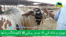 519 || Two Bulls Price Comparison || Cow mandi || 2017 || 2018 || BakraEid Karachi Pakistan