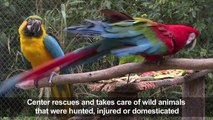 Birds get new wings to fly again at Brazil rehab center