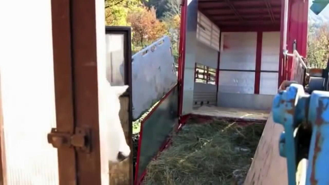 Intelligent Technology Smart Farming - Automatic milking machine, Collecting Eggs, Feeding, Cleaning - dailymotion