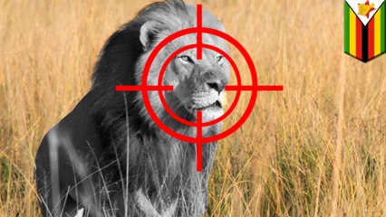 Cecil the Lion’s son Xanda killed by trophy hunter in Zimbabwe - TomoNews