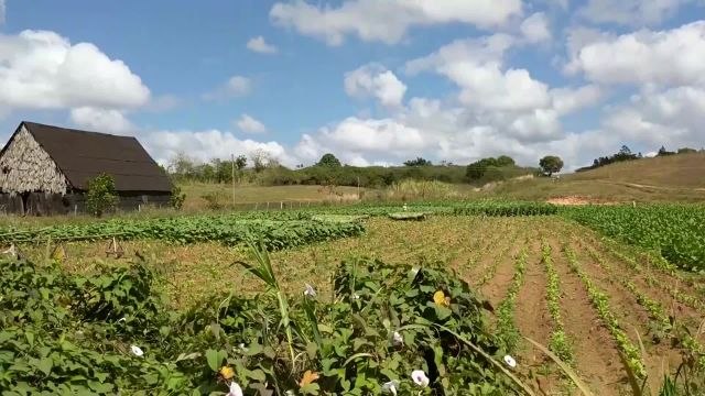 A Road Trip Through Cuba’s Tobacco Country