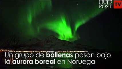 Ballenas bailando con auroras boreales