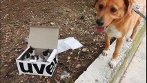 Cão torna-se pai adoptivo depois de encontrar quatro gatinhos numa caixa