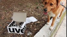 Cão torna-se pai adoptivo depois de encontrar quatro gatinhos numa caixa