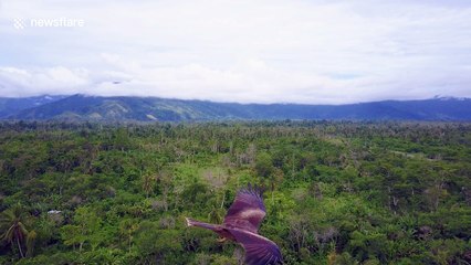 Drone captures mid-flight images of bird of prey