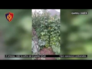 Arrestohen 4 kultivues kanabisi dhe kryeplaku i fshatit
