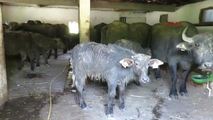 Hayvan Katliamında Jandarmanın Operasyonları Sürüyor 2