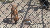 Köpekleri Kısırlaştırmada Yeni Yöntem: Laparoskopi