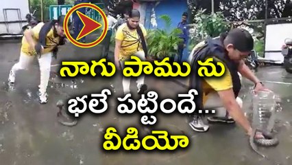 Woman Catches Large Snake,Video Gone Viral