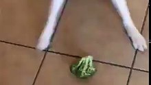 Broccoli!? NOOOOOOO - Dog Fighting Against Broccoli