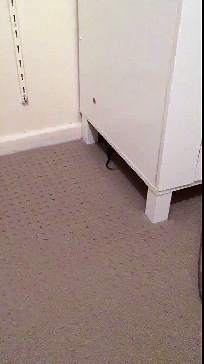 Fighting the Giant Smallest Snake at Home
