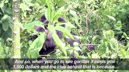 Rwanda hikes up prices for niche tourist market