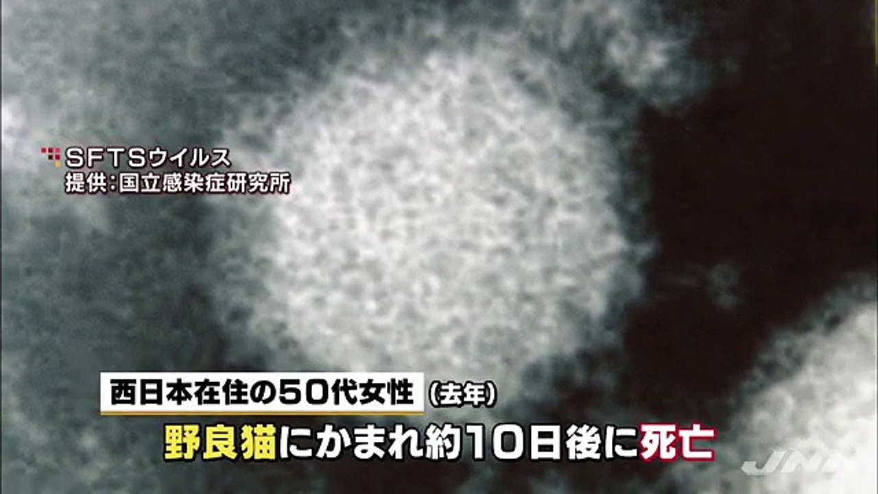 JAPONESA MORRE POR SFTS TRANSMITIDA POR UM GATO DE RUA - PRIMEIRO CASO NO MUNDO