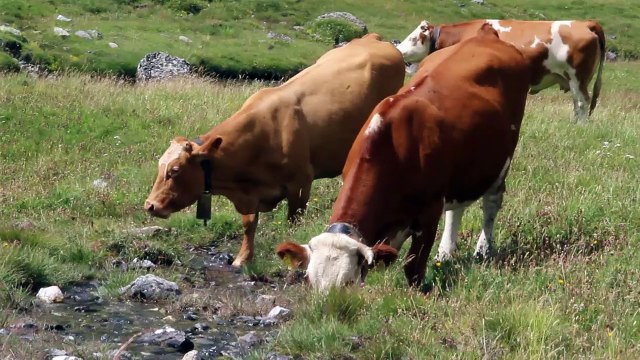 Transhumance de la Bernatoire (Hautes-Pyrénées)