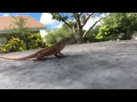 Man Captures Slow Motion Adventurous Jumping Lizard