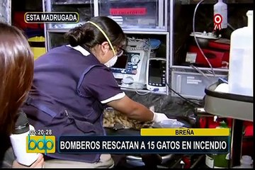 Breña: bomberos rescatan a 15 gatos tras incendio