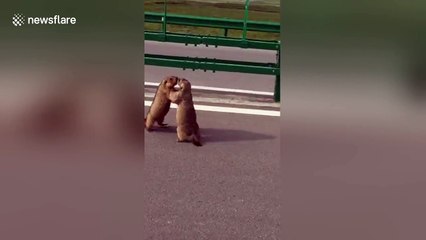 Road rage gets the better of Chinese marmots