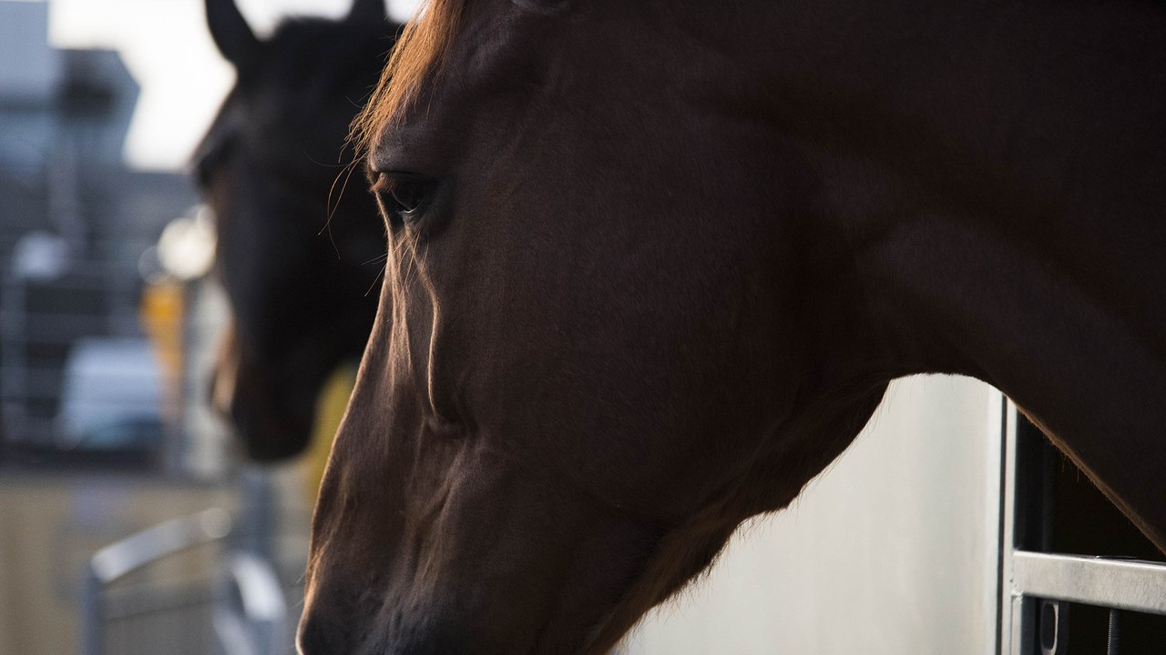 Les contrôles vétérinaires dans la filière équine