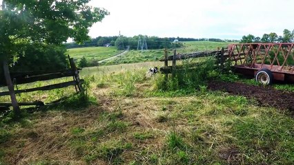 Ce veau est très content de découvrir l'herbe pour la première fois !