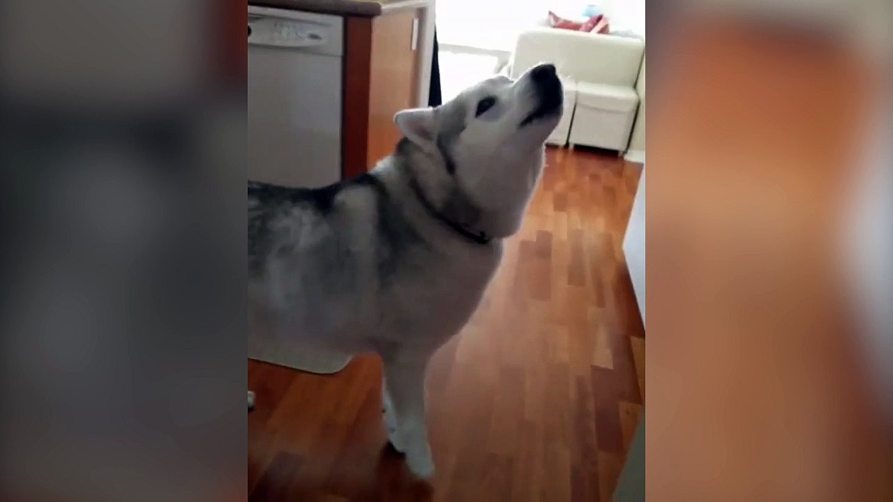 Un husky en grande discution avec sa maîtresse !