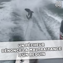 Un pêcheur dénonce la maltraitance d'un requin