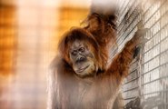 Le voyage de Noah, la nouvelle orang-outan du zoo d'Amnéville