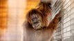 Le voyage de Noah, la nouvelle orang-outan du zoo d'Amnéville