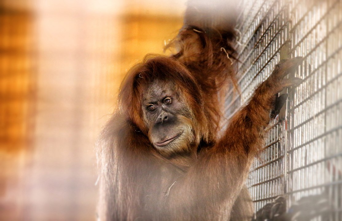 Le voyage de Noah, la nouvelle orang-outan du zoo d'Amnéville
