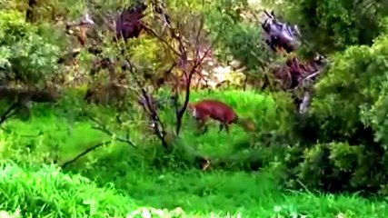 Télécharger la video: GRANDES FELINOS, LEONES, LEOPARDO, GUEPARDO Y MAS - DOCUMENTALES 2017