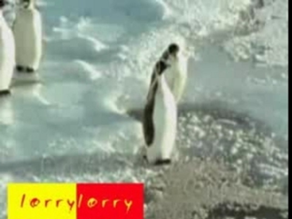 Pingouin