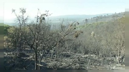 Fransa'da orman yangını: 10 bin tahliye