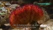Nat Geo Wild - Deadliest Animals - The Deep Animal Planet. Documentary 2017