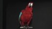 Animatronic Red Macaw Introduces Animal Makers, Inc Products