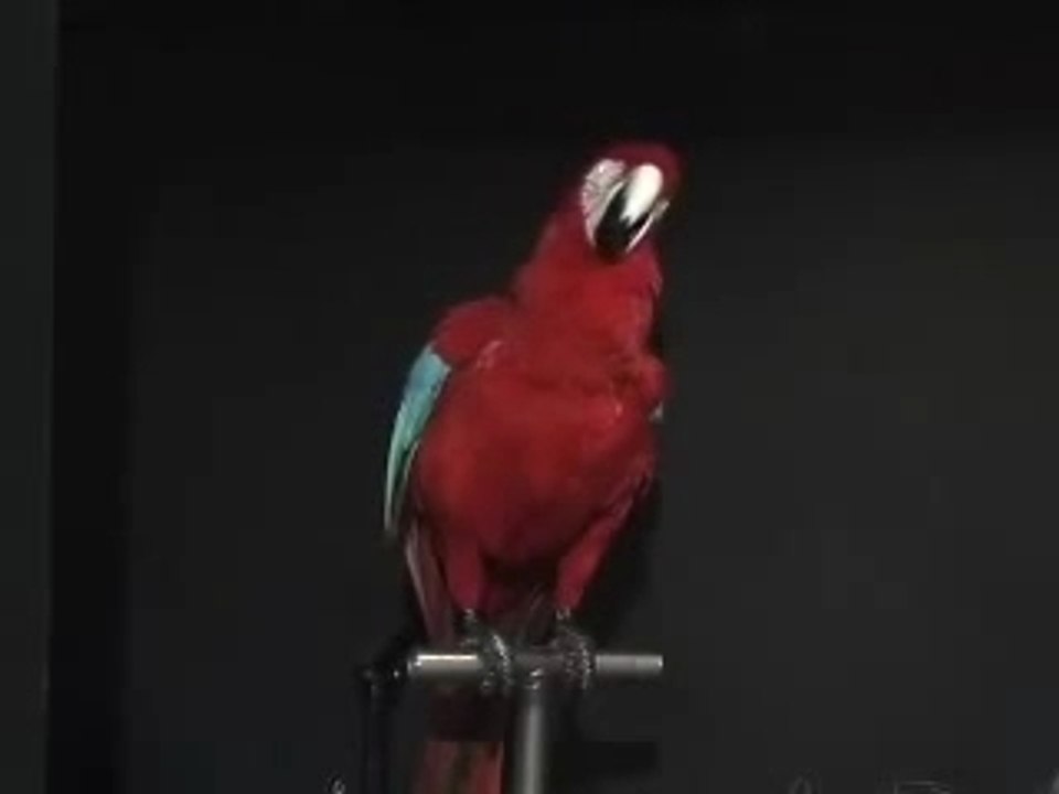 Animatronic Red Macaw Introduces Animal Makers, Inc Products