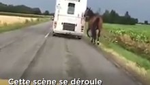 Un cheval traîné par un van sur la route scandalise les internautes