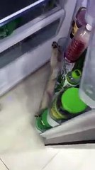 Sıcaklarda bunalan köpeği buzdolabı çözümü - acemikamera