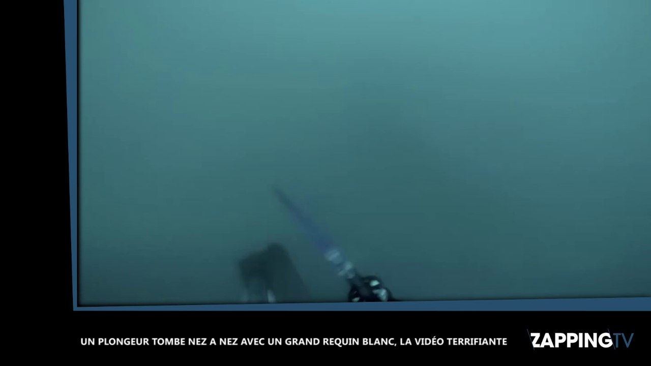 Un plongeur tombe nez à nez avec un grand requin blanc, la vidéo terrifiante