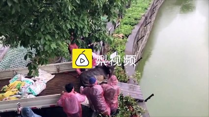 Chine : un âne jeté en pâture à des tigres dans un zoo