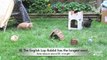 BudgetBunny: 20 Fun Fs About Rabbits new 04 Altex Rabbits The Altex is a commercial si
