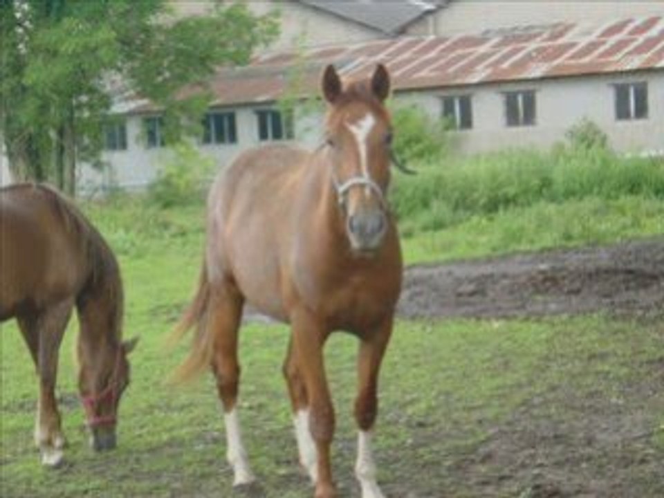 surry et rose