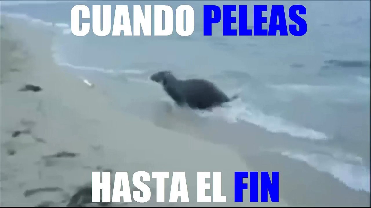 CUANDO PELEAS HASTA EL FIN