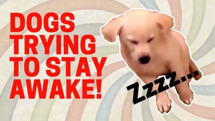Funny Extremely Sleepy Dogs Trying to Stay Awake Compilation