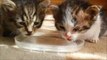 生まれたての子猫が初めて水を飲む姿がとにかくカワイイ！w