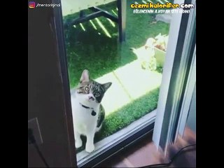 Kedi Olmak Nasıl Davranmayı Gerektirir ?