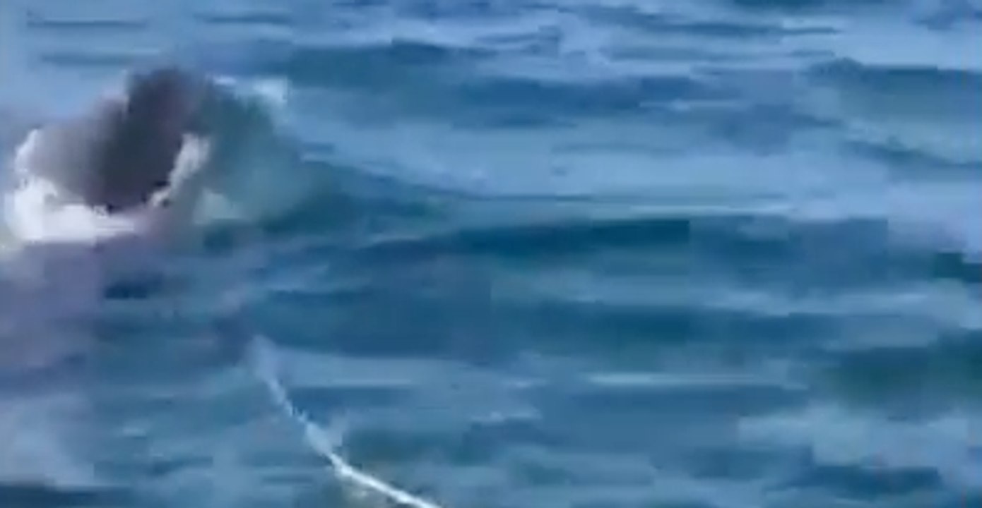 Orca Rams Alaskan Fisherman's Boat