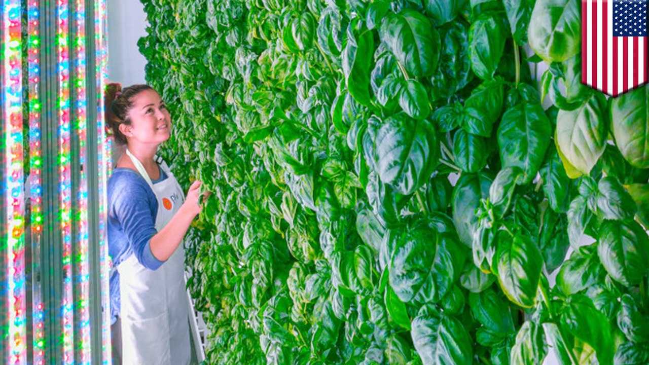 Vertical farming startup receives $200M investment from tech giants