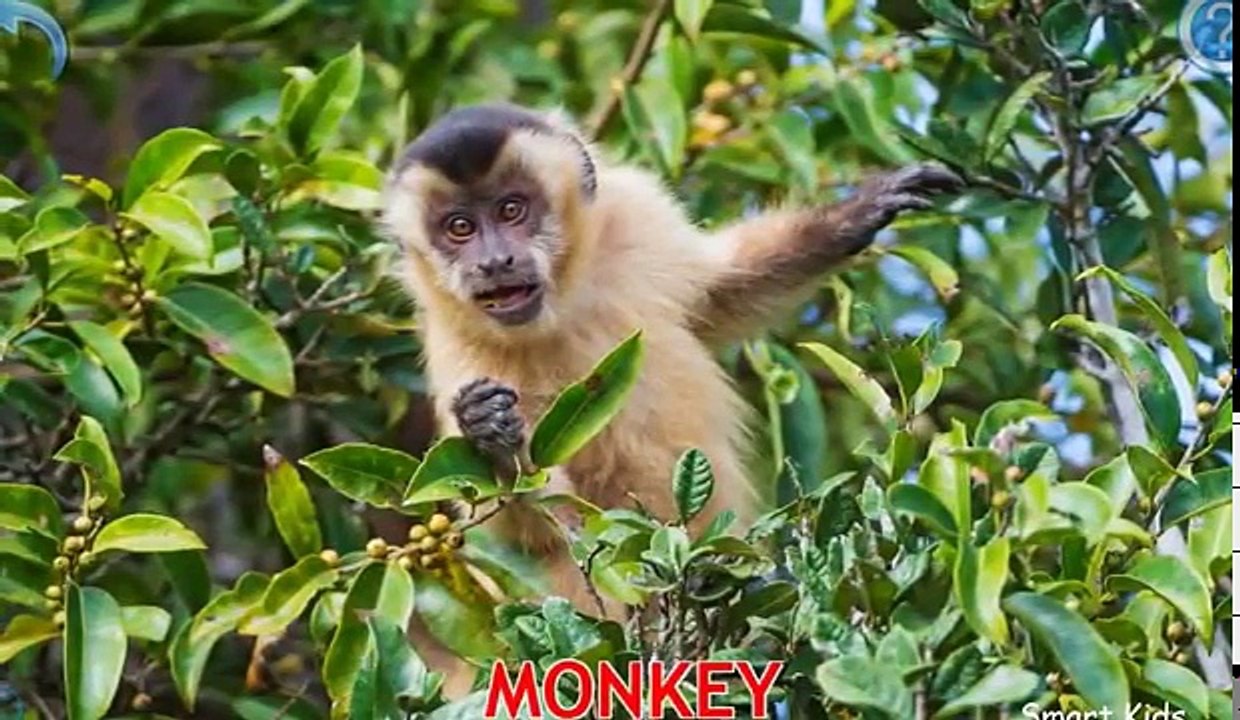 África y animales elefante Inglés para gracioso en en Niños aprendizaje León nombres sonidos salvaje |