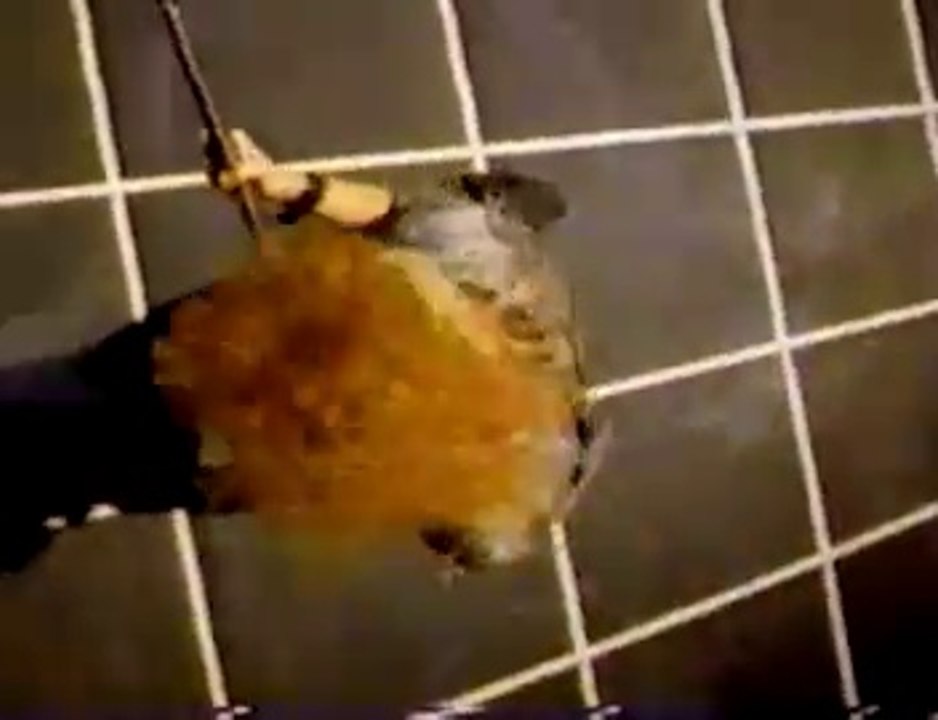 Dokken - In My Dreams