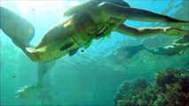 Acuario en vida sirenas arrecife Hq real 2016