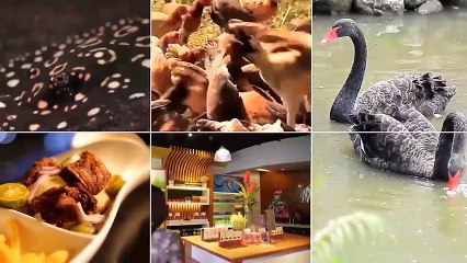 Alagang Magaling S7 EP6 - CONGO CHARLIE - SNAKE FACILITY